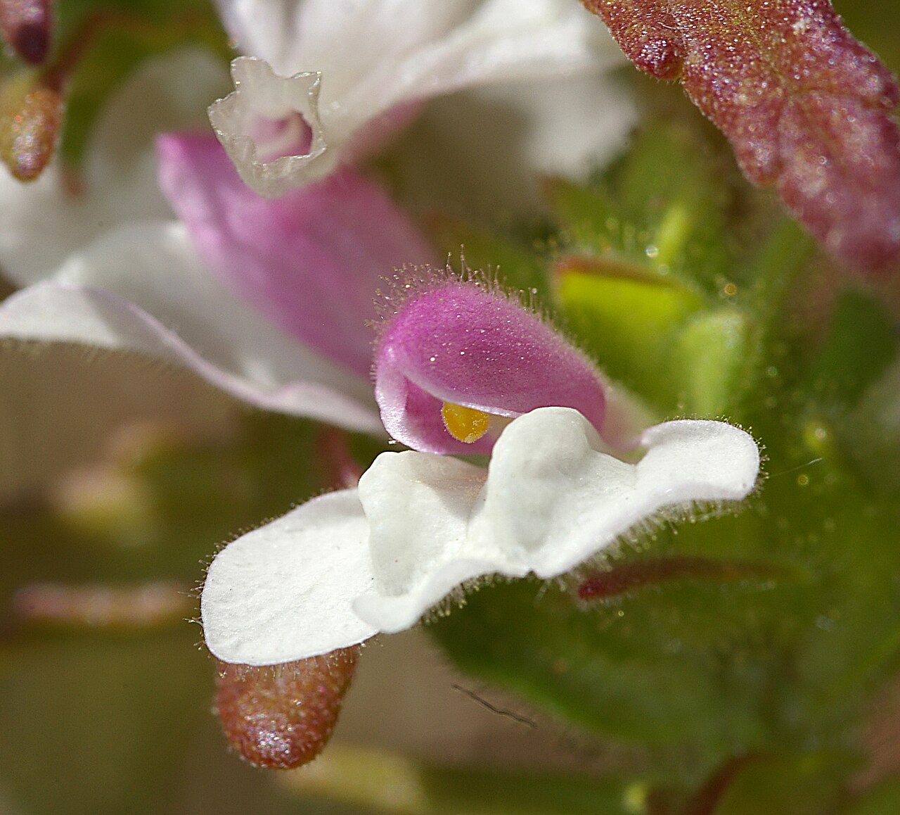 Mediterranean lineseed: Growing in grasses on ridge of Hollister Peak.
