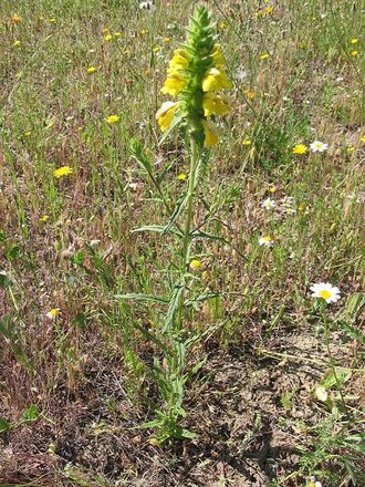 Mediterranean lineseed (Bellardia trixago)