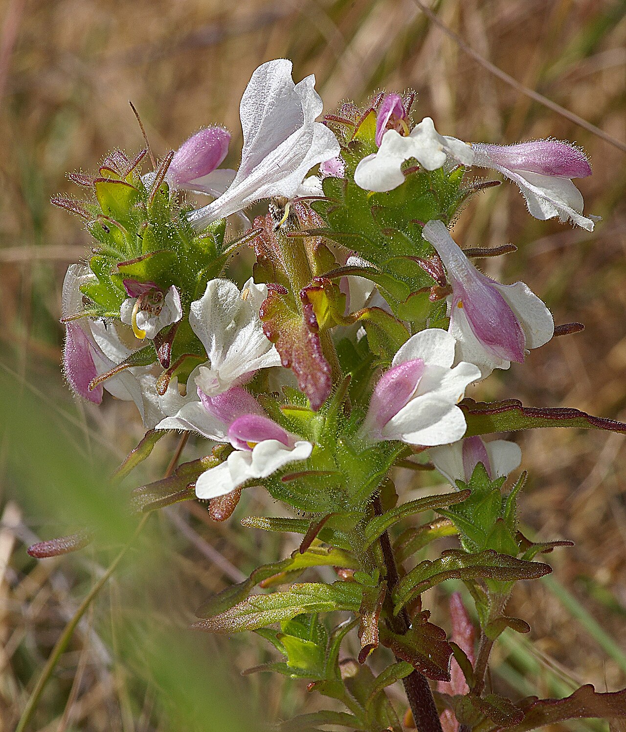 Mediterranean lineseed: Growing in grasses on ridge of Hollister Peak.