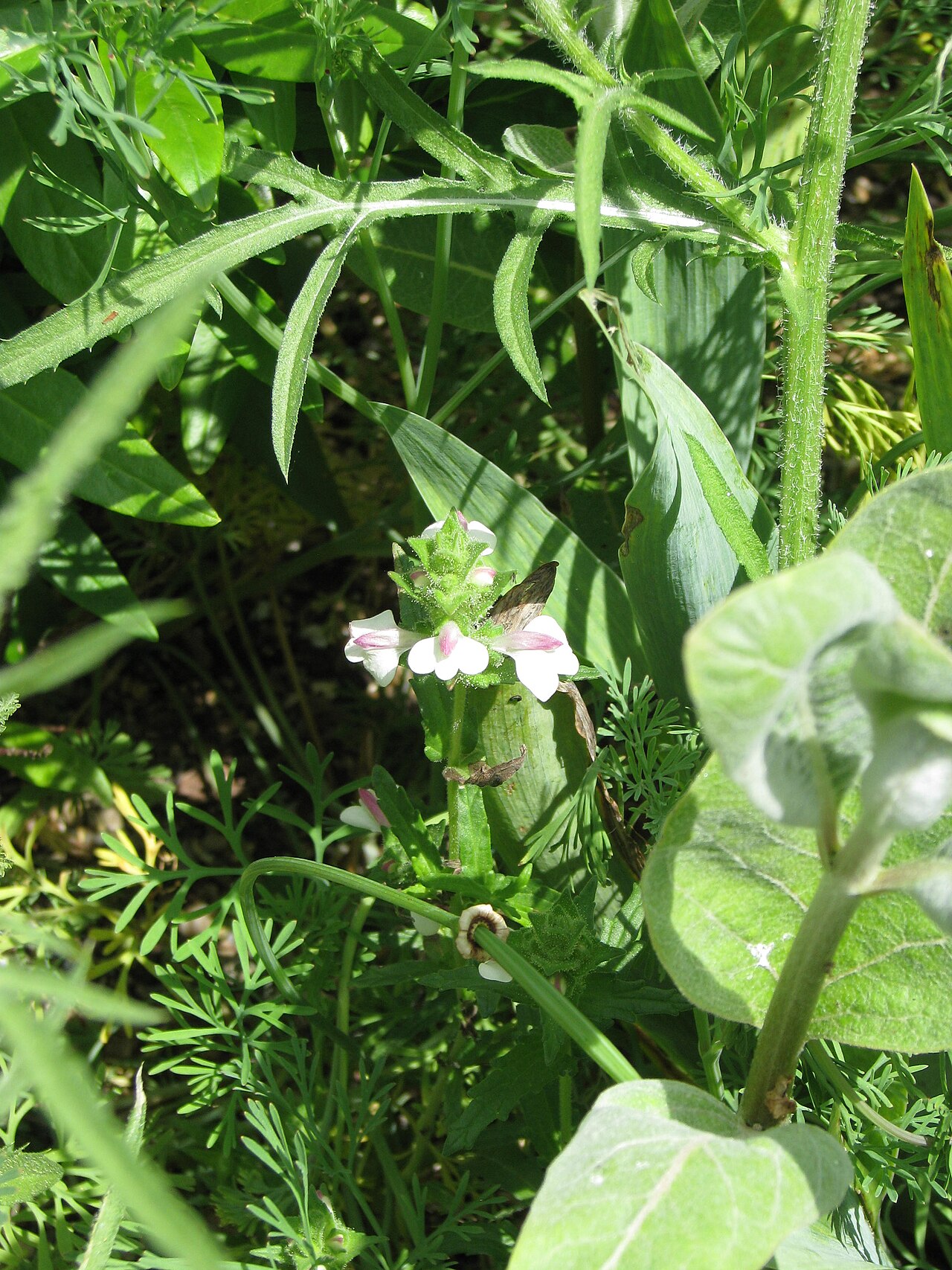 Mediterranean lineseed: An unexpected addition to the xeric bed. I'm pretty sure it's from among the Californian native annuals sent by Dennis last year but I think it's a stow-away. I