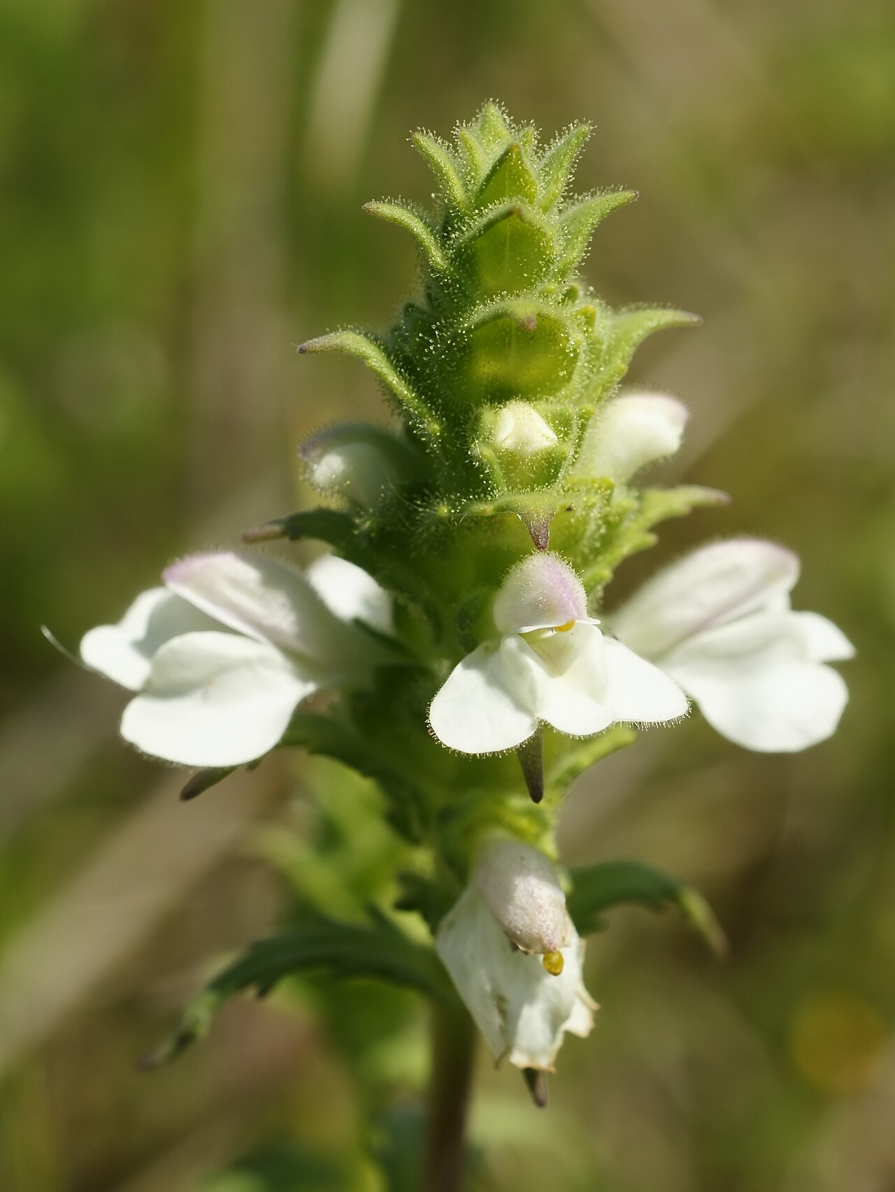 Mediterranean lineseed: close to Torregrande, Sardinia, Italy