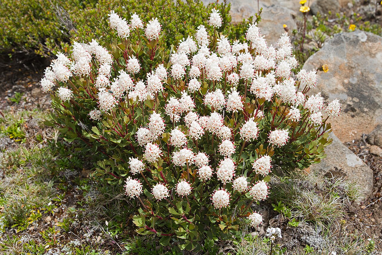 Bellendena montana: Bellendena montana , Walls of Jerusalem National Park, Tasmania, Australia