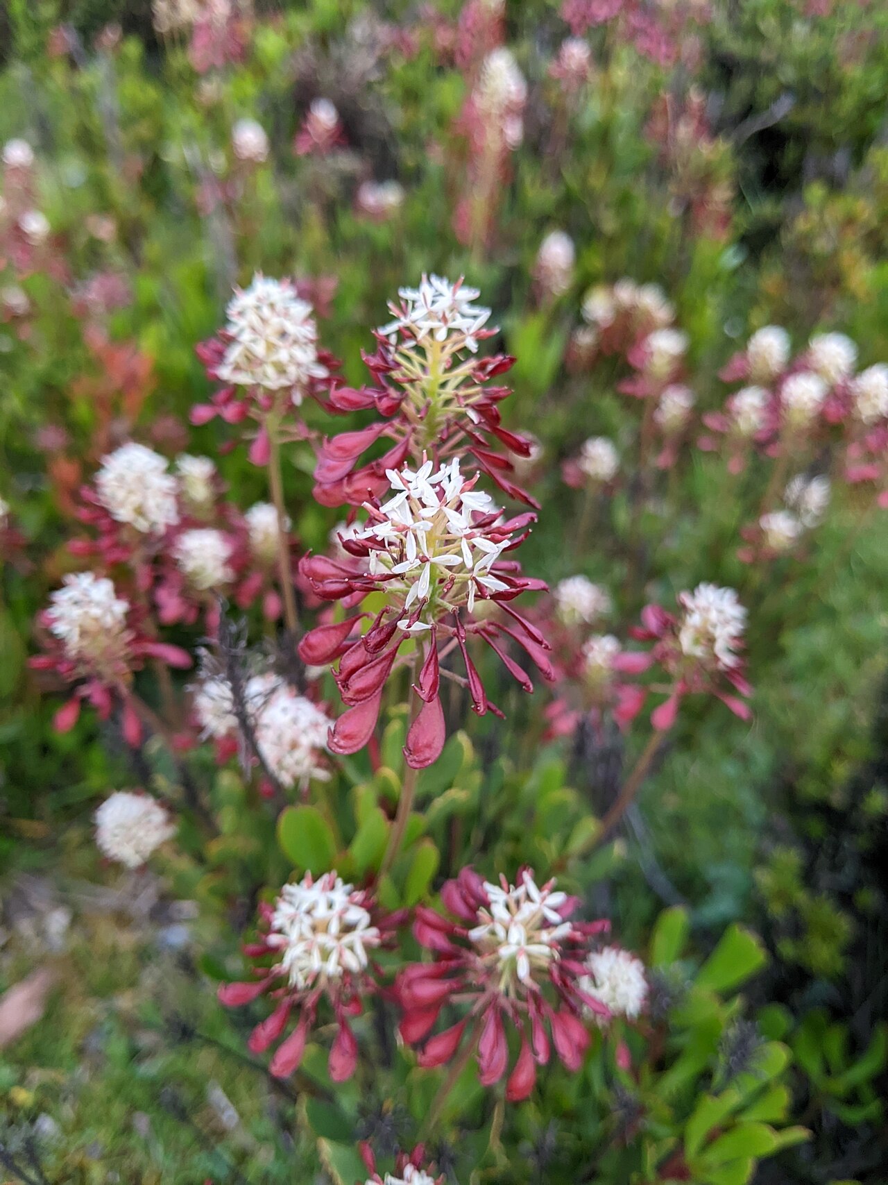 Bellendena montana: Mountain Rocket