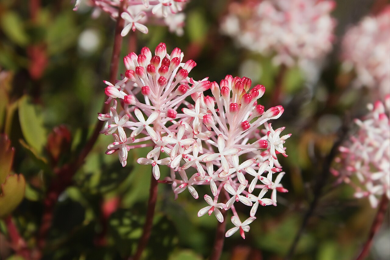 Bellendena montana: Bellendena montana , Hartz National Park, Tasmania, Australia