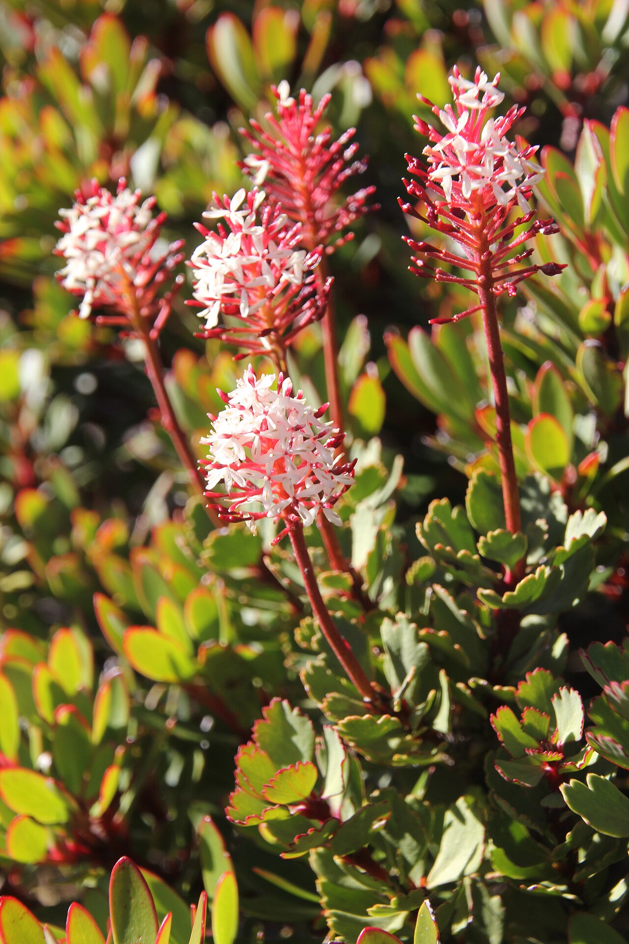 Bellendena montana: Bellendena montan - Flowers
