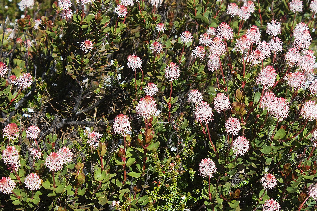 Bellendena montana: Mountain Rocket ( Bellendena montana ), Hartz Mountains National Park, Tasmania, Australia