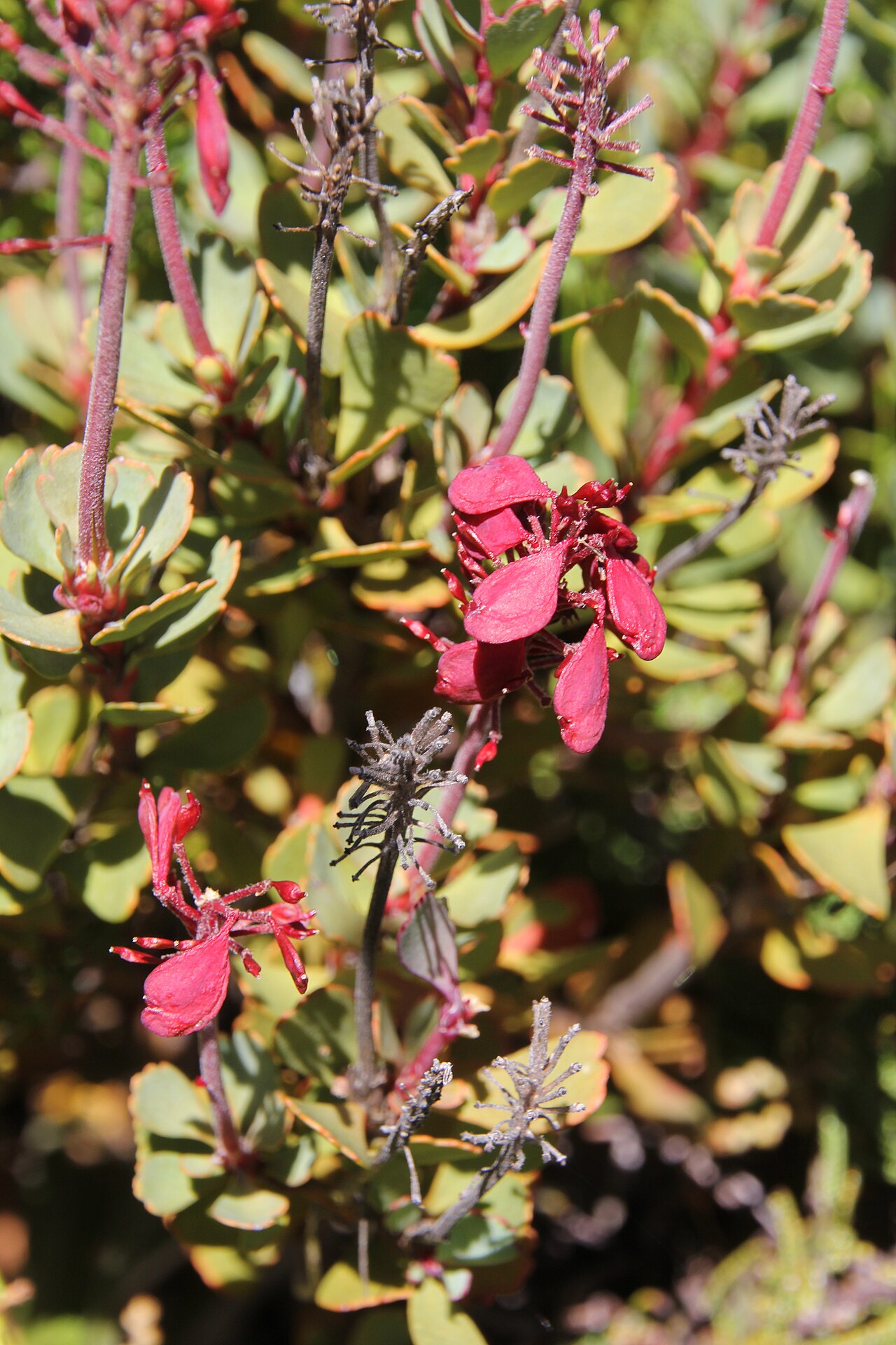 Bellendena montana: Bellendena montana - Follicles