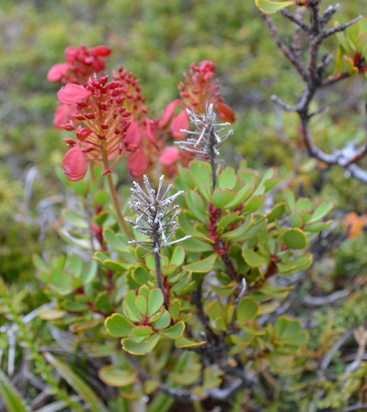 Bellendena montana: Bellendena montana