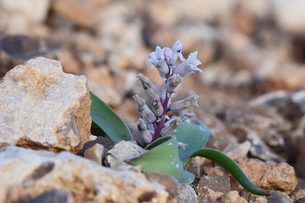 Bellevalia desertorum: Bellevalia desertorum at Moab Lookout in Arad, Israel
