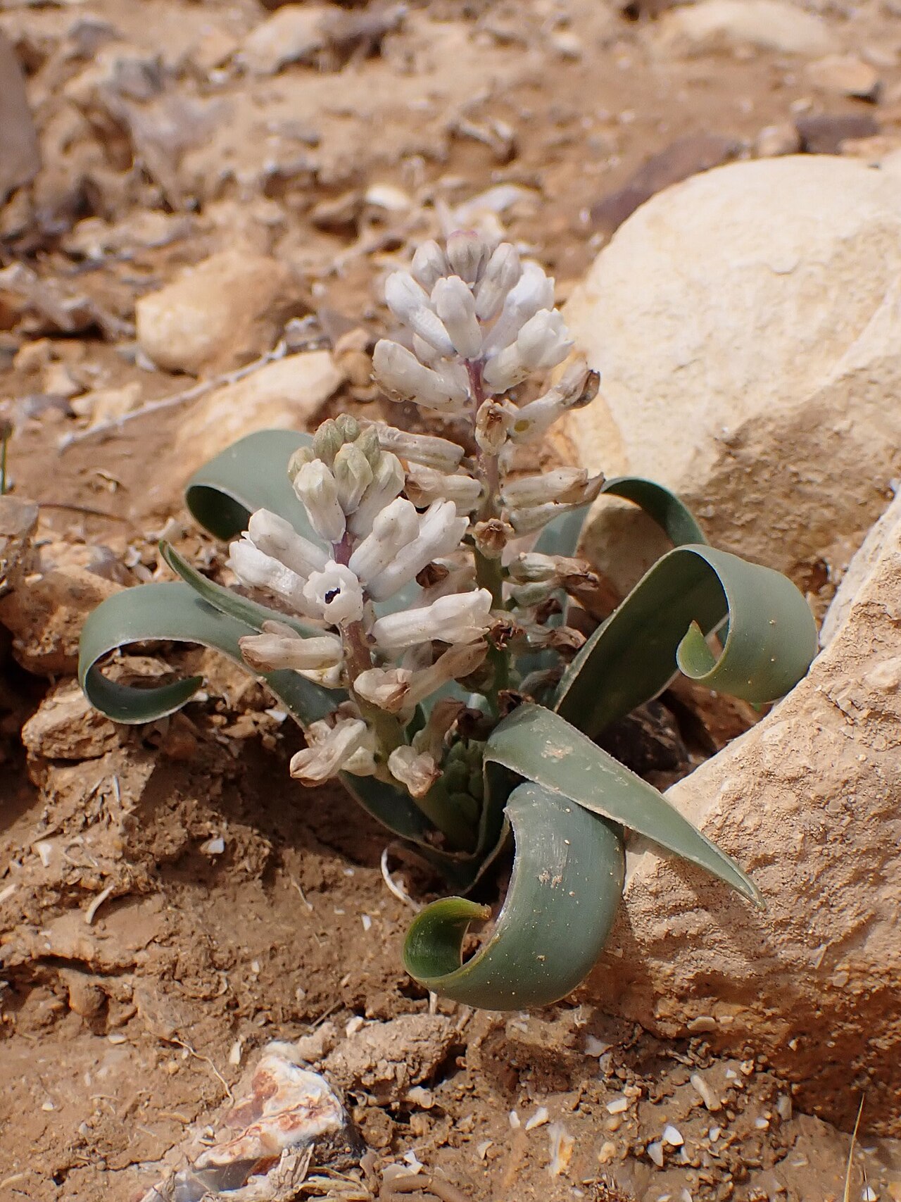 Bellevalia desertorum: Bellevalia desertorum in Wadi Kidod near Arad, Israel