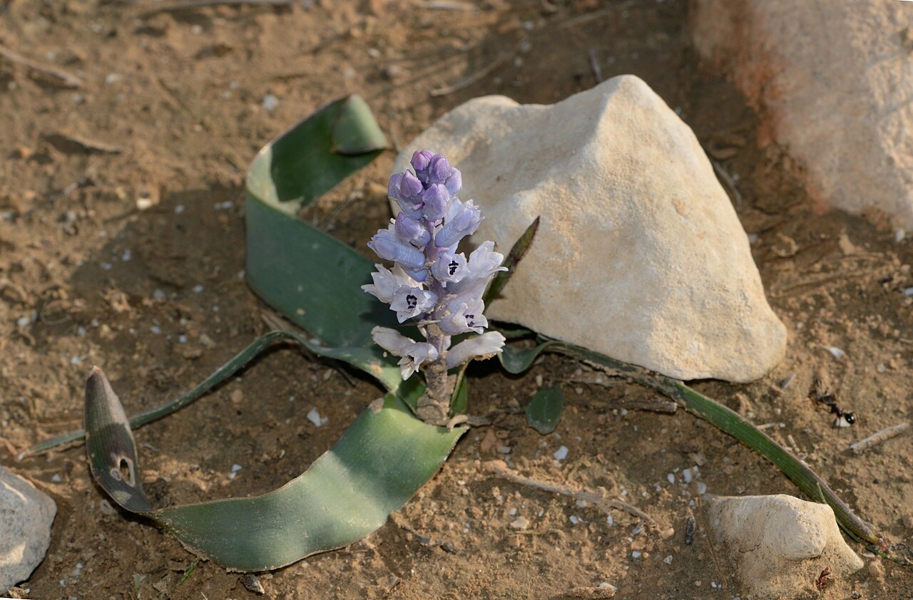 Bellevalia desertorum: Bellevalia desertorum Eig & Feinbrun, Beer Sheba, Israel, January 25, 2012.