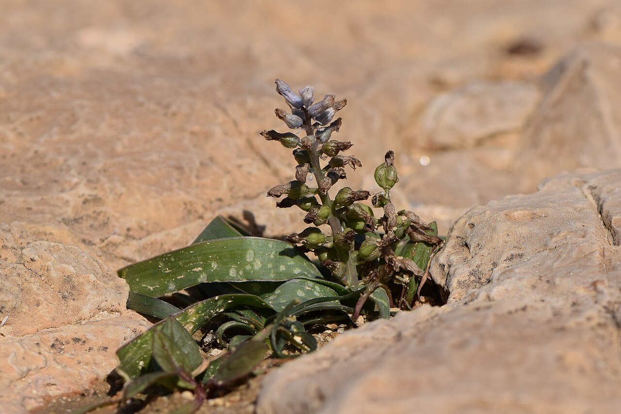 Bellevalia desertorum: Bellevalia desertorum in Wadi Kidod near Arad, Israel