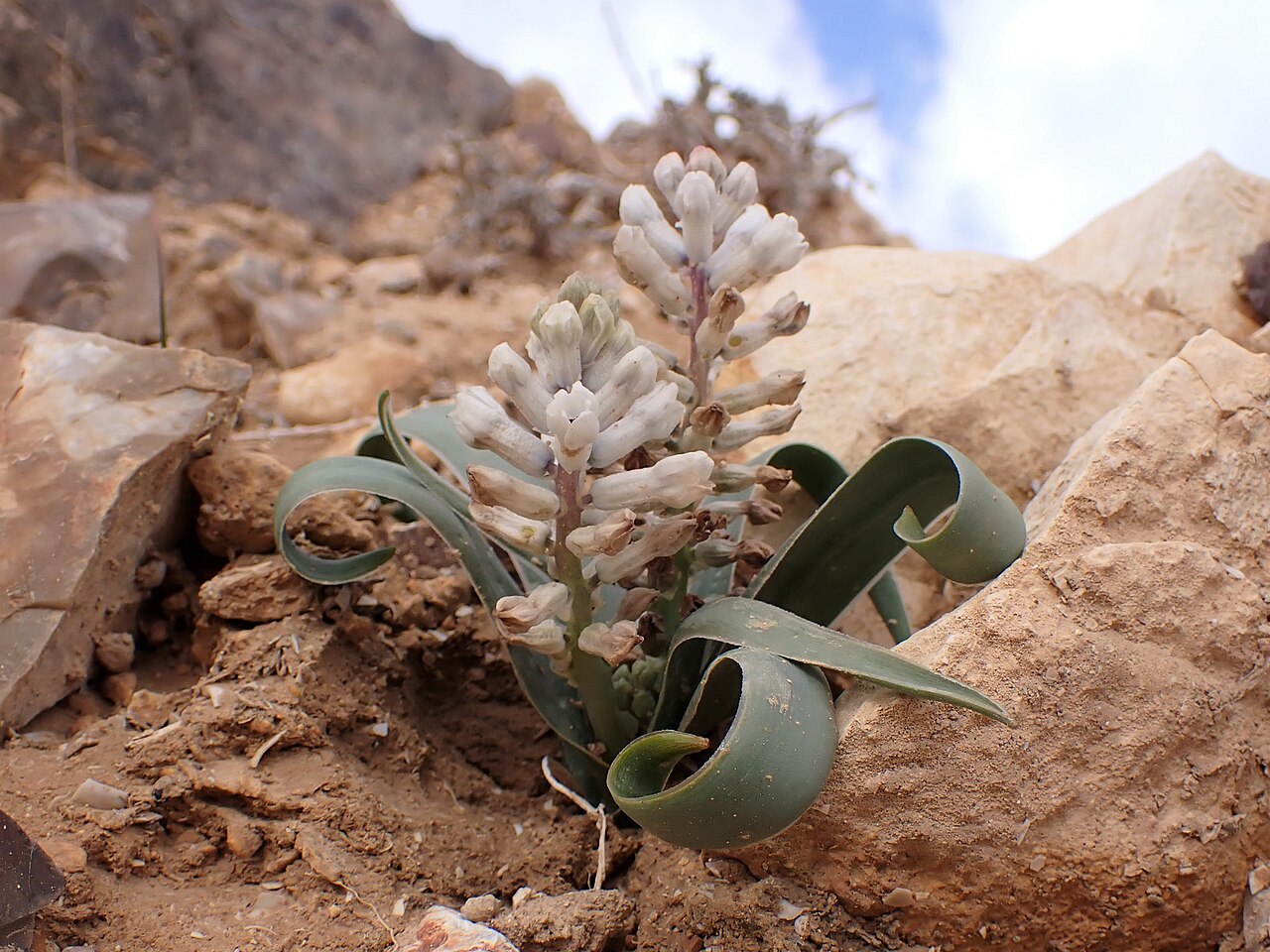Bellevalia desertorum: Bellevalia desertorum in Wadi Kidod near Arad, Israel
