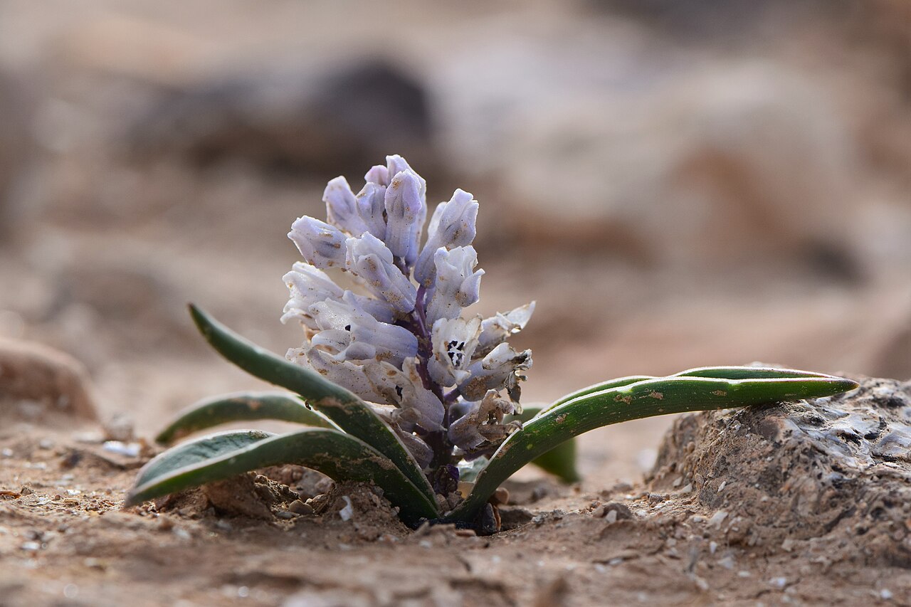 Bellevalia desertorum: Bellevalia desertorum at Omer Lookout in Arad, Israel