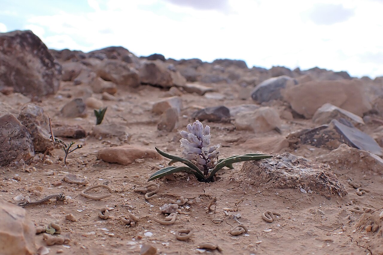 Bellevalia desertorum: Bellevalia desertorum at Omer Lookout in Arad, Israel