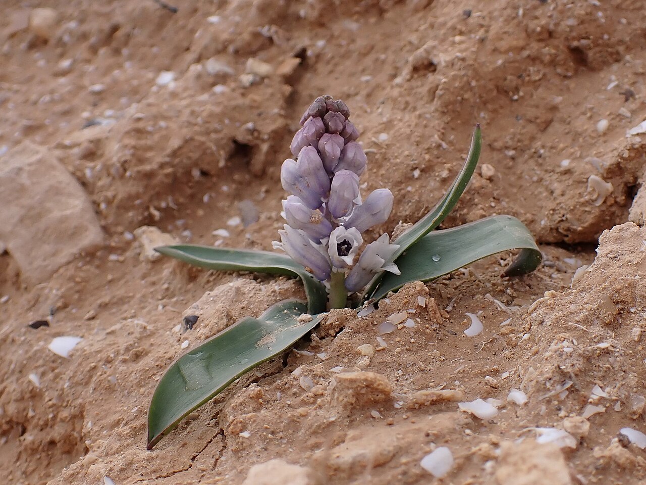 Bellevalia desertorum: Bellevalia desertorum in Wadi Kidod near Arad, Israel