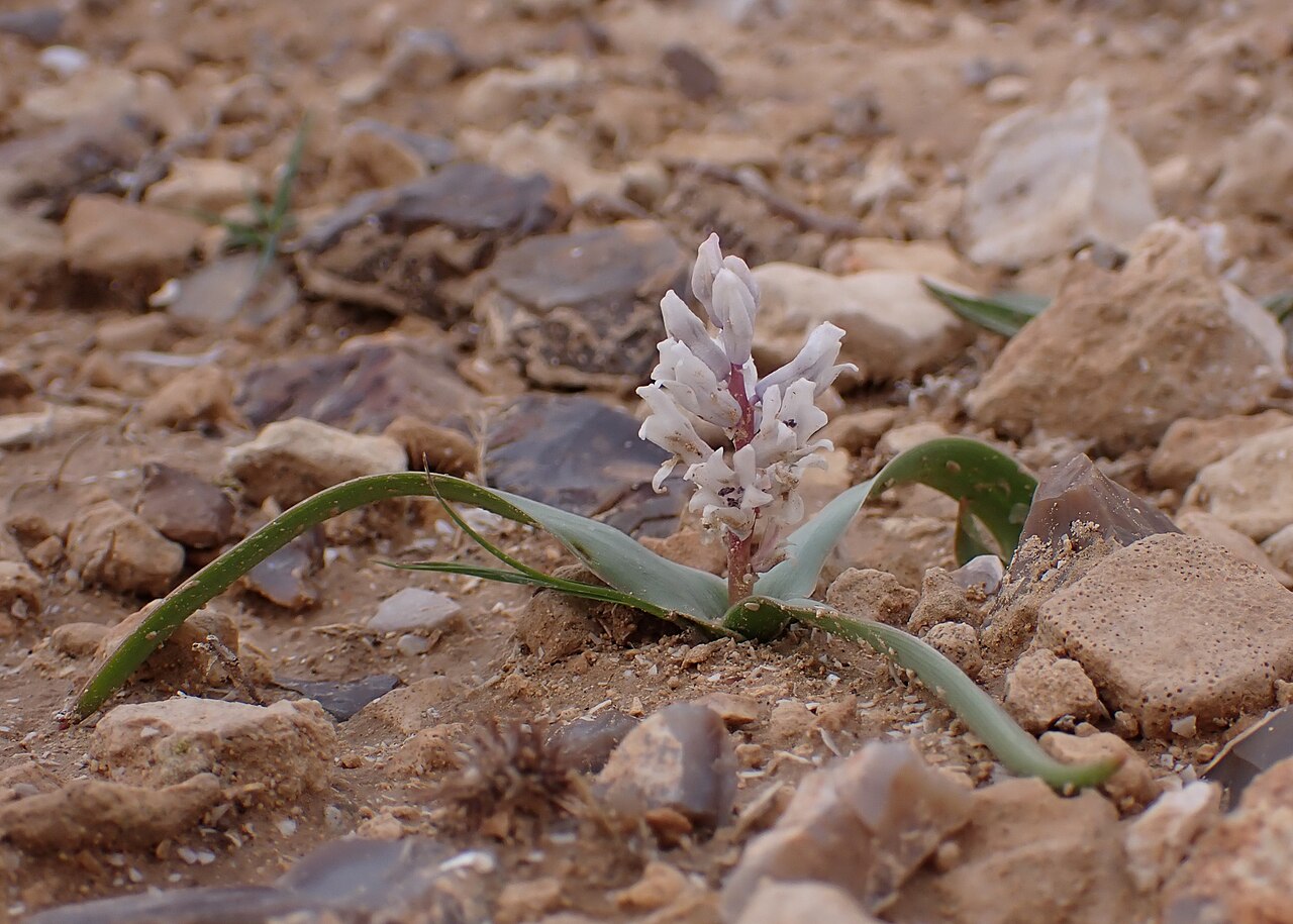 Bellevalia desertorum: Bellevalia desertorum in Wadi Kidod near Arad, Israel