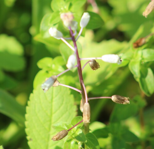 Bellevalia flexuosa (Bellevalia flexuosa)