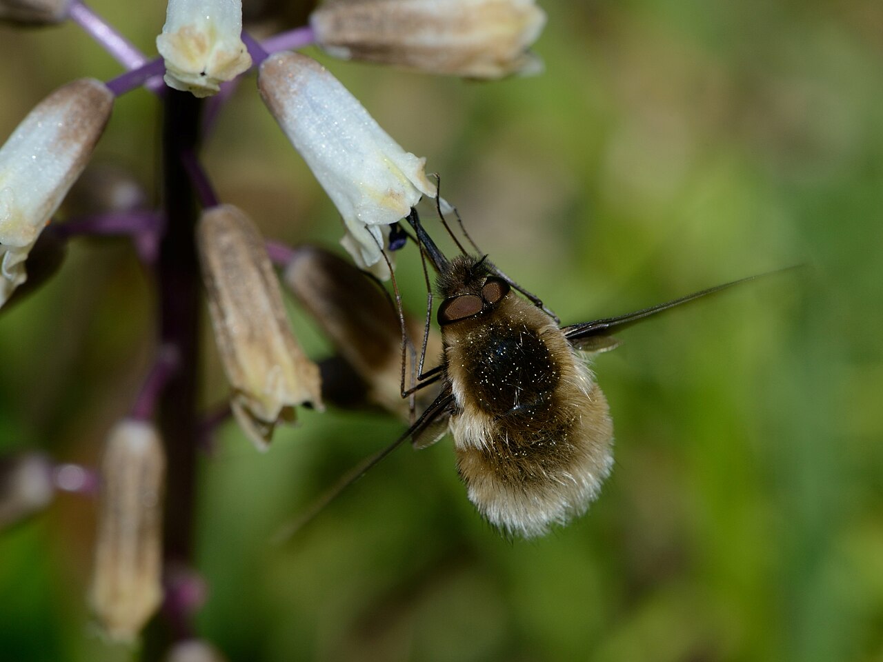 Bellevalia flexuosa: Bombyliid fly (tribe Bombyliini) foraging on Bellevalia flexuosa , Shajarat Al Arba'in, Mount Carmel, Israel, March 9, 2012.