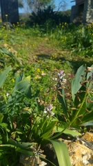 Bellevalia flexuosa (Bellevalia flexuosa)