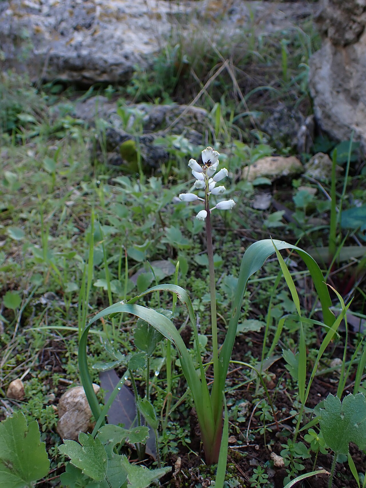 Bellevalia flexuosa: Bellevalia flexuosa in Britannia Park W from Srigim, Israel