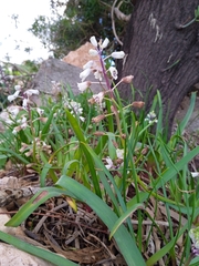 Bellevalia flexuosa (Bellevalia flexuosa)