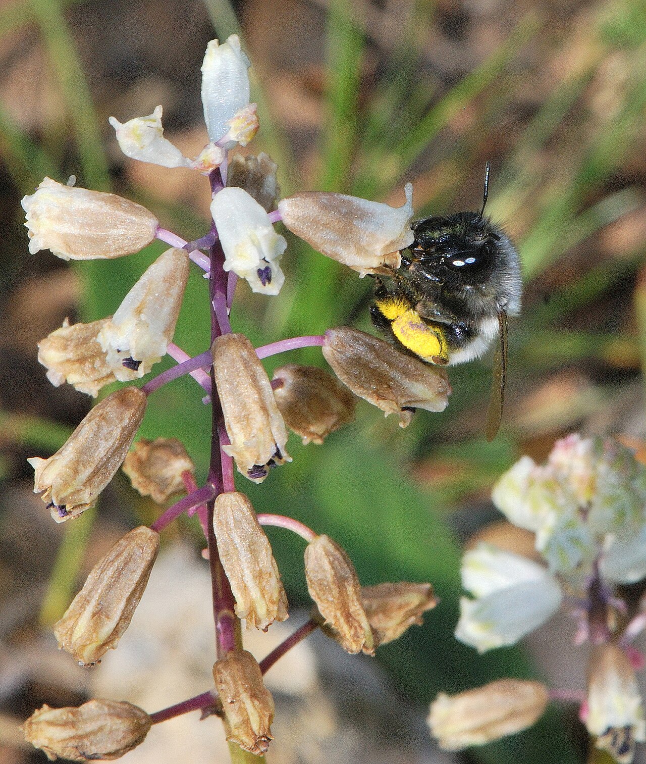 Bellevalia flexuosa: Female solitary bee ( Anthophora sp.) visiting a flower of Bellevalia flexuosa , Shajarat Al Arba'in, Mount Carmel, Israel, March 13, 2011.
