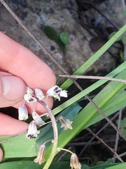 Bellevalia flexuosa (Bellevalia flexuosa)