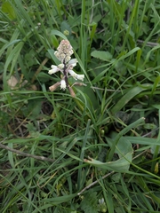 Bellevalia flexuosa (Bellevalia flexuosa)