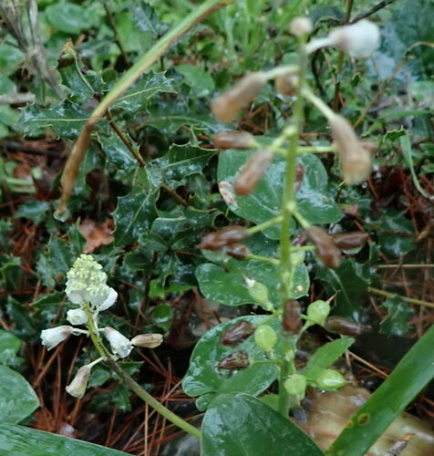 Bellevalia flexuosa (Bellevalia flexuosa)