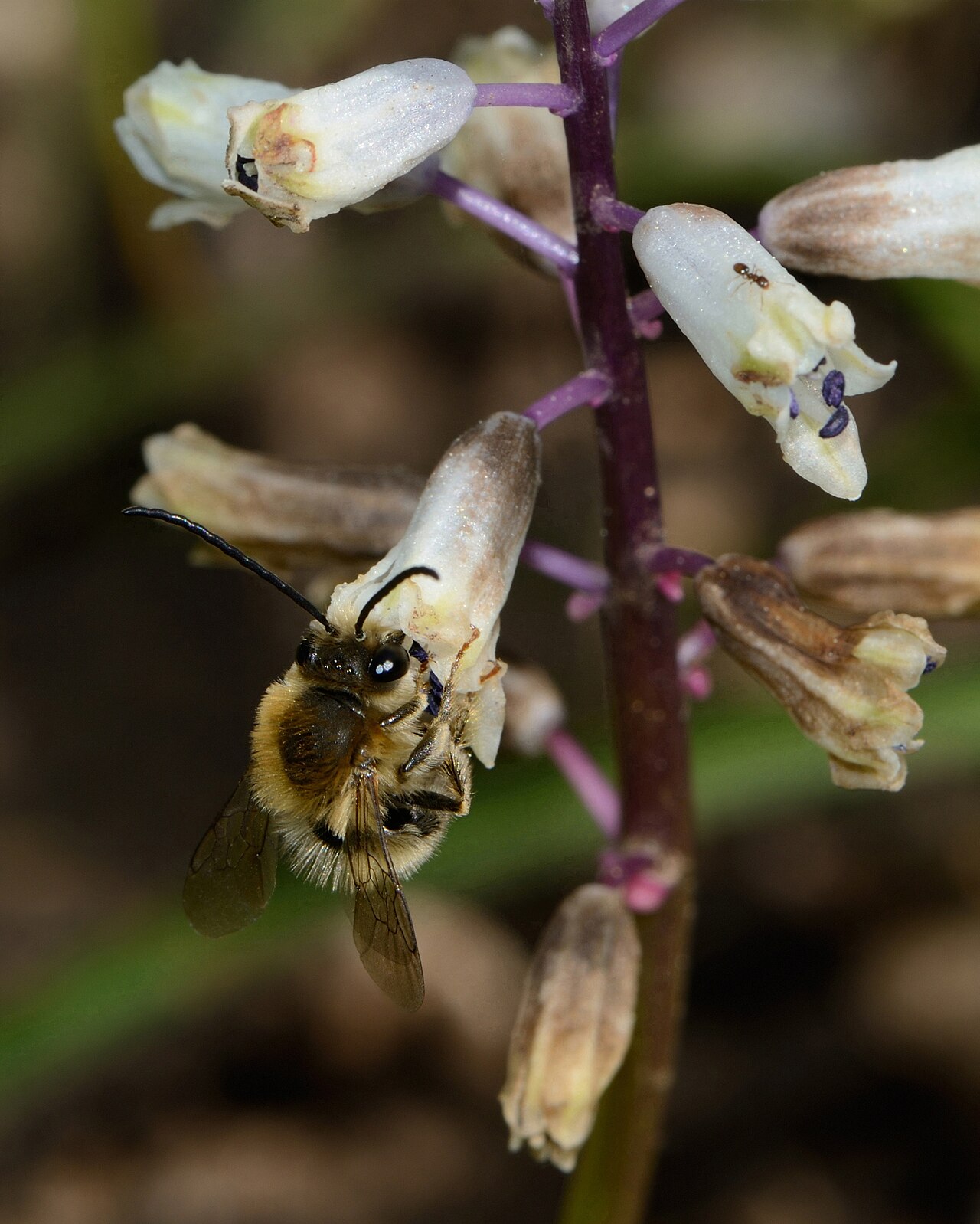 Bellevalia flexuosa: Eucera sp., male foraging on Bellevalia flexuosa , Shajarat Al Arba'in, Mount Carmel, Israel, March 9, 2012.