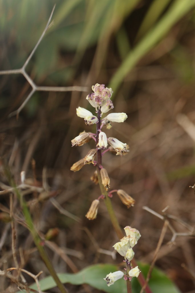 Bellevalia flexuosa (Bellevalia flexuosa)