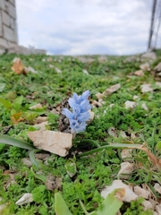 Bellevalia hyacinthoides (Bellevalia hyacinthoides)