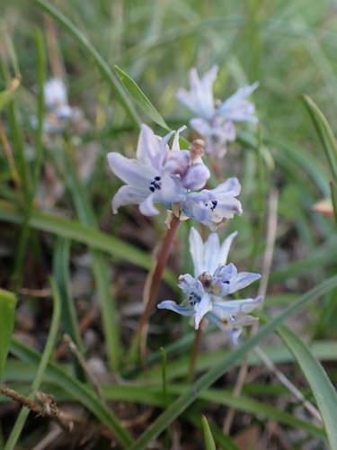 Bellevalia hyacinthoides (Bellevalia hyacinthoides)