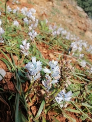 Bellevalia hyacinthoides (Bellevalia hyacinthoides)