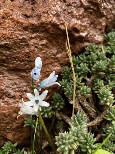 Bellevalia hyacinthoides (Bellevalia hyacinthoides)