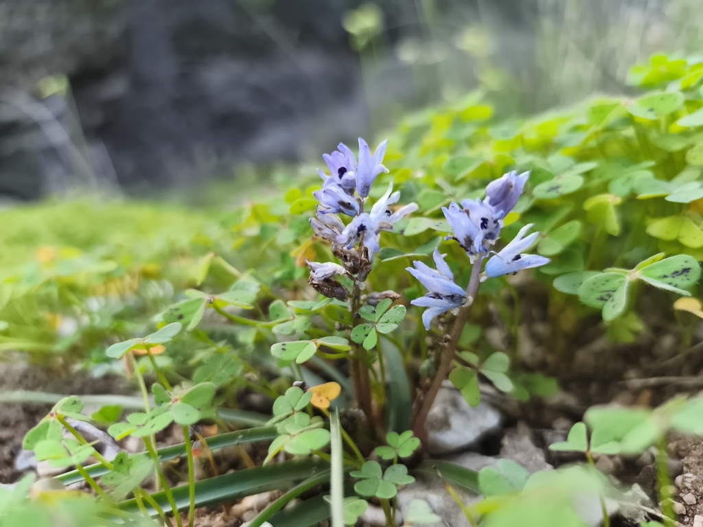 Bellevalia hyacinthoides (Bellevalia hyacinthoides)