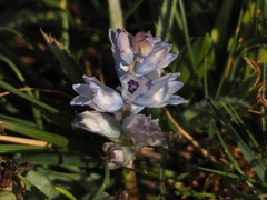 Bellevalia hyacinthoides (Bellevalia hyacinthoides)