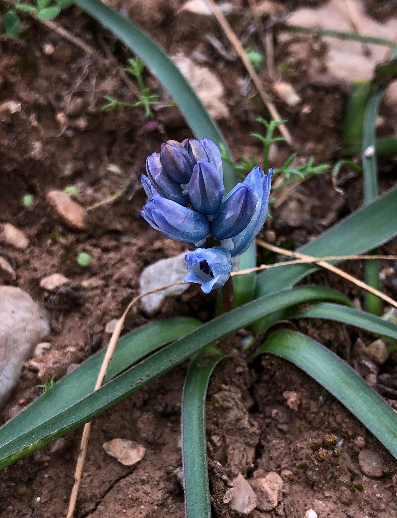 Bellevalia hyacinthoides: Bellevalia hyacinthoides