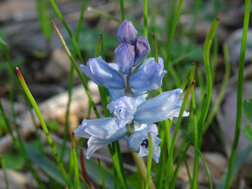 Bellevalia hyacinthoides (Bellevalia hyacinthoides)