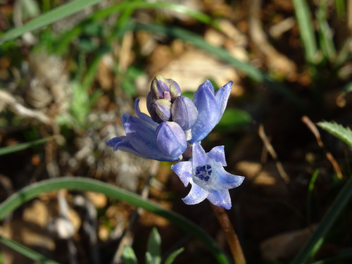 Bellevalia hyacinthoides (Bellevalia hyacinthoides)