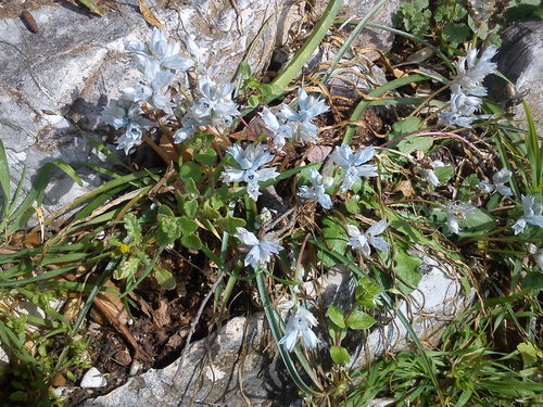 Bellevalia hyacinthoides (Bellevalia hyacinthoides)