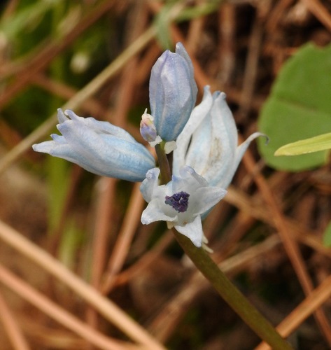 Bellevalia hyacinthoides (Bellevalia hyacinthoides)