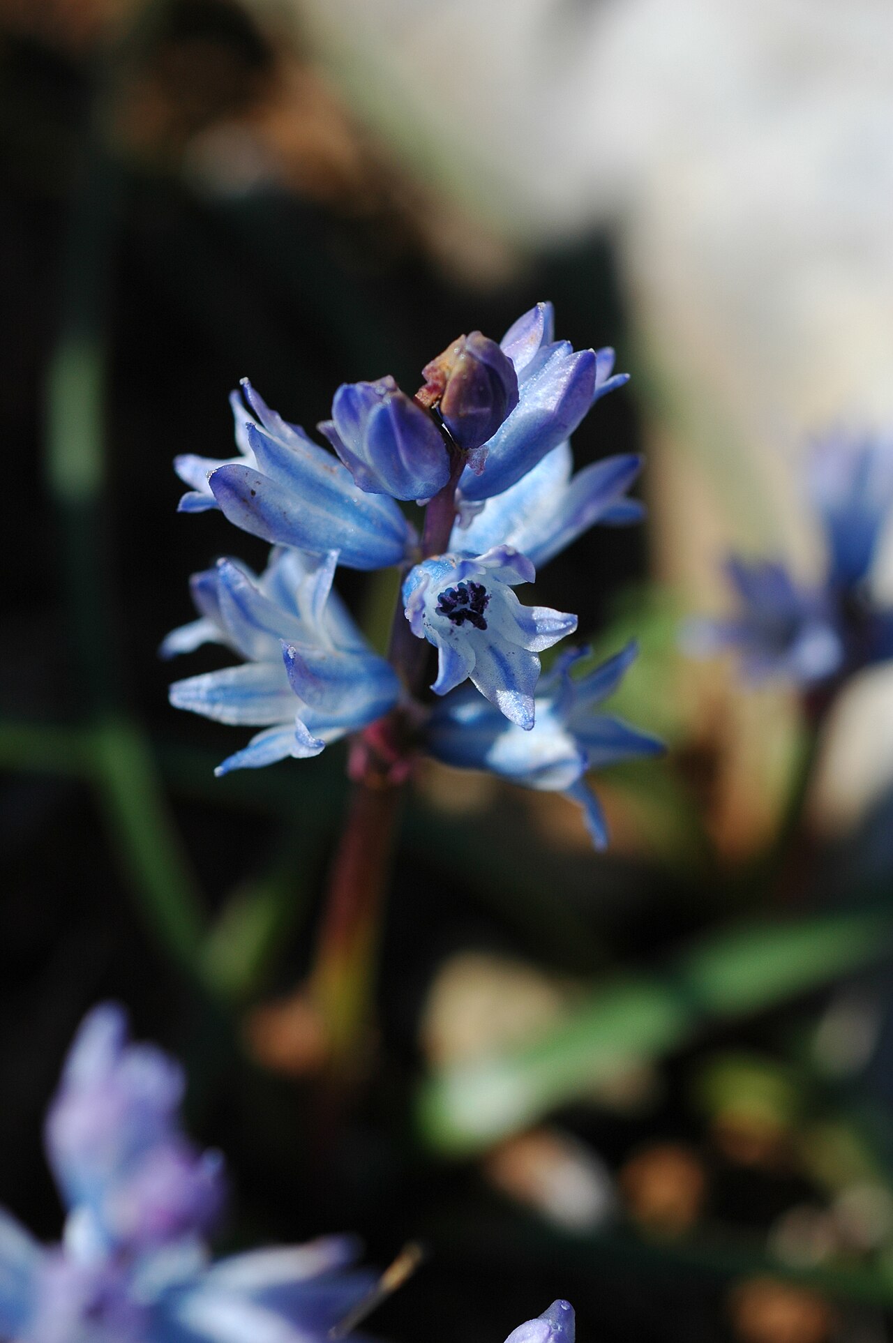 Bellevalia hyacinthoides: Μπελεβάλια η υακινθοειδής (Bellevalia hyacinthoides), Νότιο Πήλιο, Μαγνησία