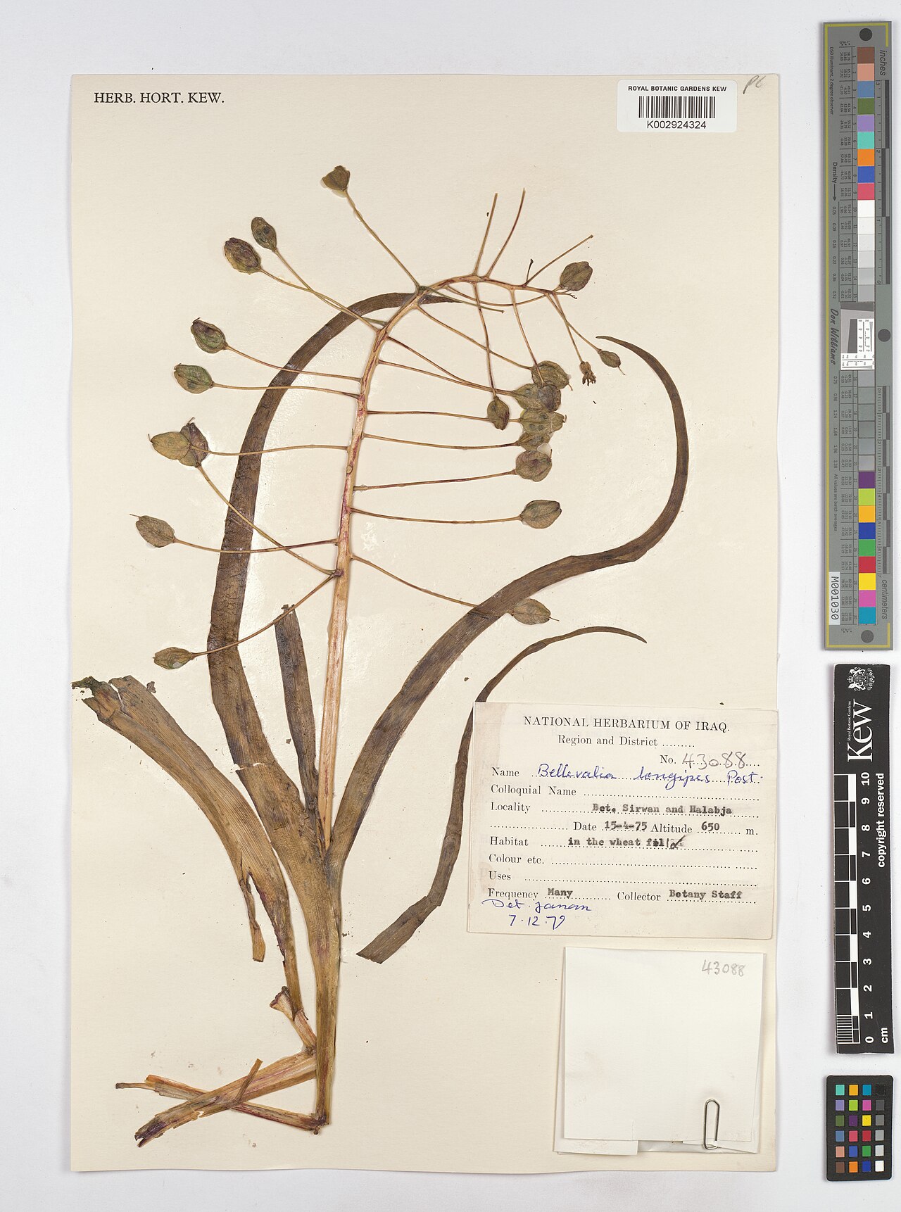 Bellevalia longipes: Bellevalia longipes — Herbarium specimen from Bet. Sirwan and Halabja., Iraq. Collected by s.coll. (1975-04-15). Recorded in GBIF occurrence 4607949290 .