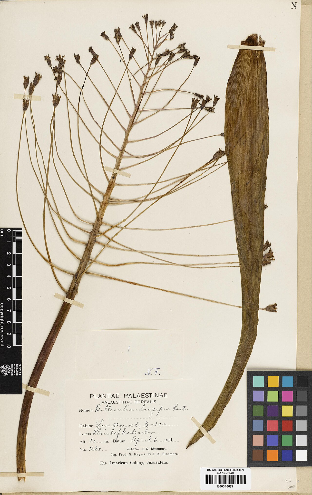 Bellevalia longipes: Bellevalia longipes — Herbarium specimen from Plain of Esdraelon, Israel. Collected by Meyers, Frederic Stanton & Dinsmore, John Edward (1911-04-06). Recorded i