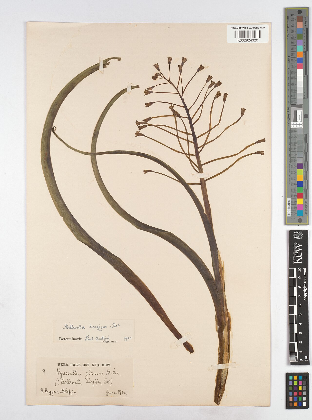 Bellevalia longipes: Bellevalia longipes — Herbarium specimen from Aleppo, Syrian Arab Republic. Collected by Egger, G. (1914-06-01). Recorded in GBIF occurrence 4607966303 .