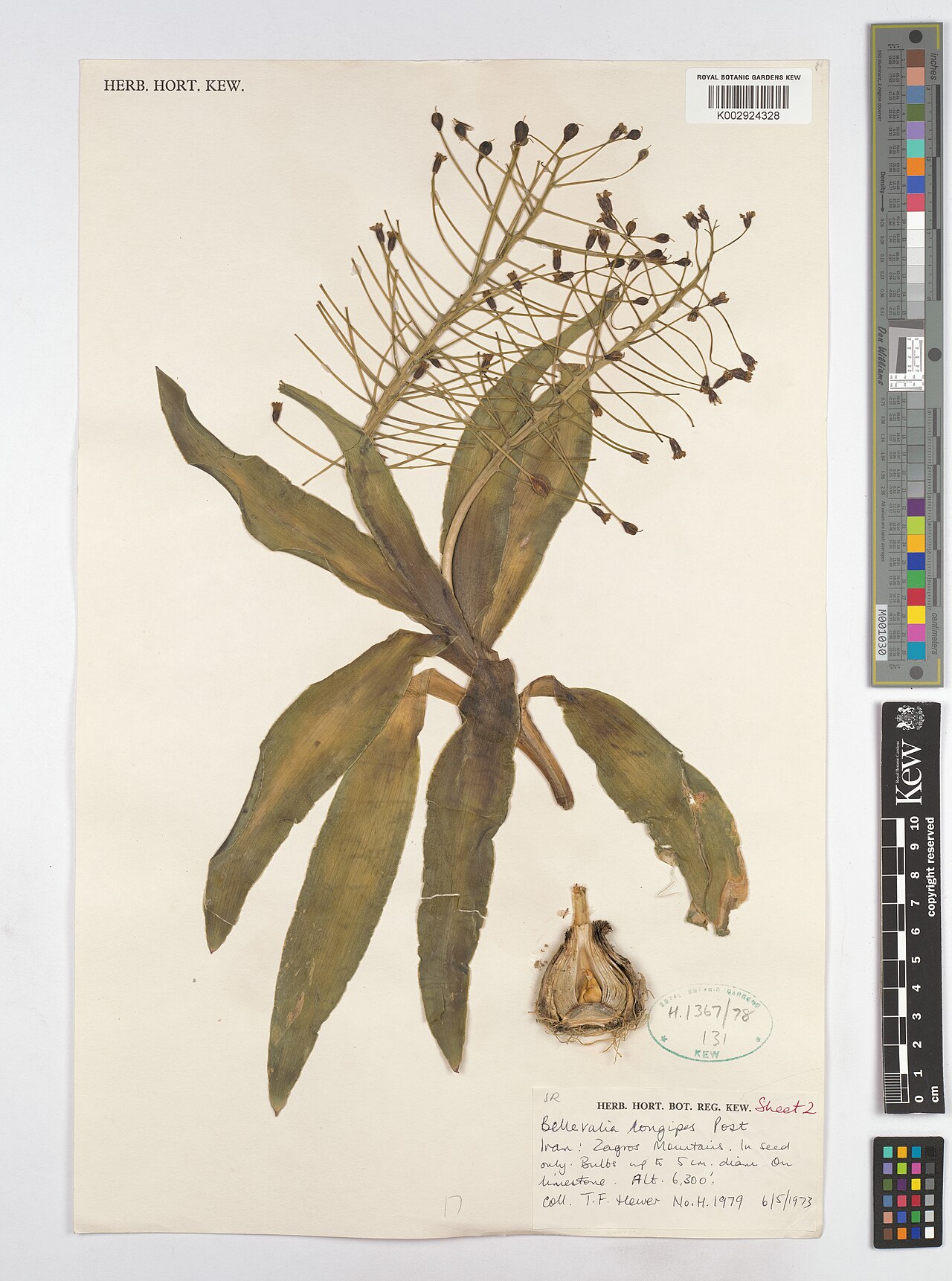 Bellevalia longipes: Bellevalia longipes — Herbarium specimen from Zagros Mountains., Iran. Collected by Hewer, T.F. (1973-05-06). Recorded in GBIF occurrence 4607952197 .