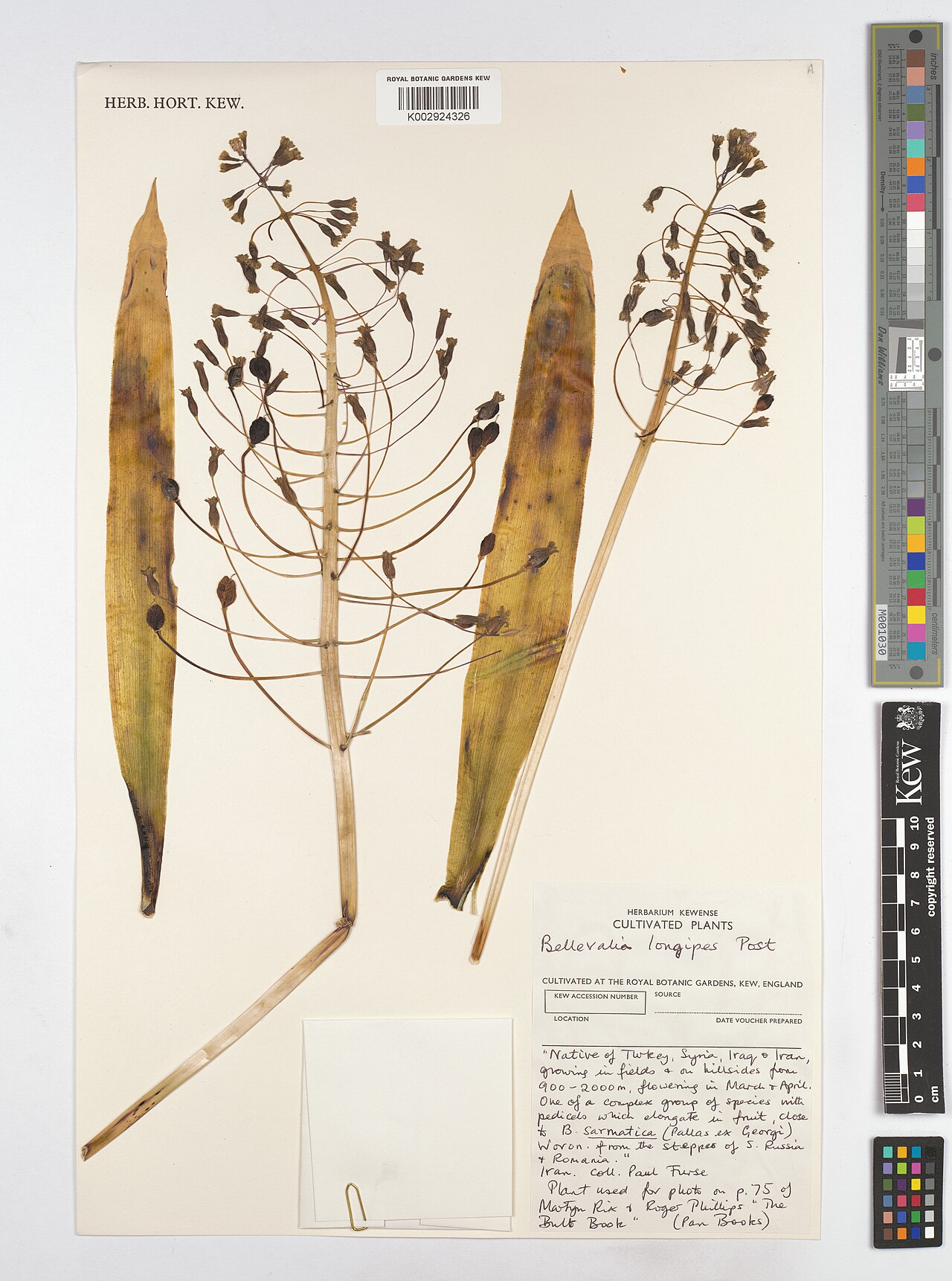 Bellevalia longipes: Bellevalia longipes — Herbarium specimen from Iran. Collected by Furse, P.. Recorded in GBIF occurrence 4607956277 .