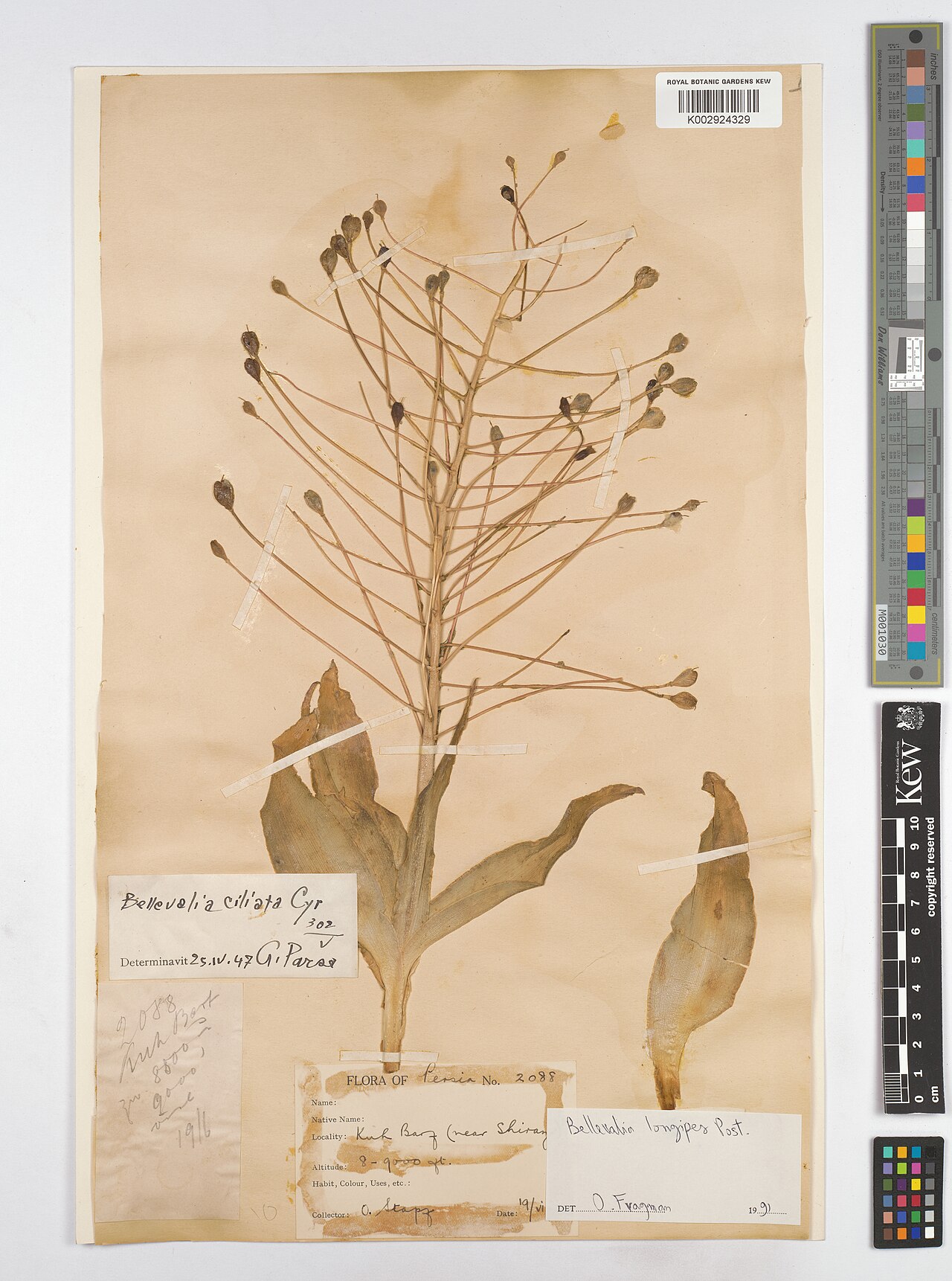 Bellevalia longipes: Bellevalia longipes — Herbarium specimen from Kuh Barf ( near Shiranz), Iran. Collected by Stapf, O.. Recorded in GBIF occurrence 4607958223 .